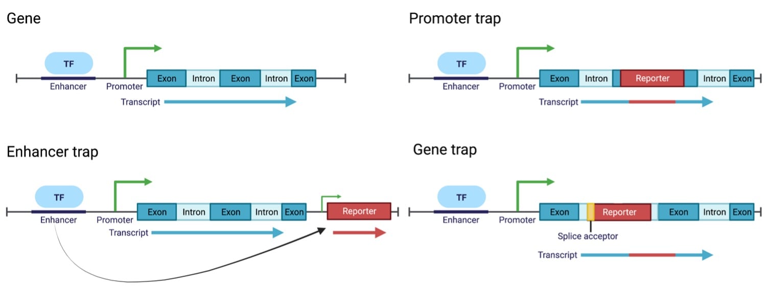 plasmids-101-gene-enhancer-and-promoter-trapping